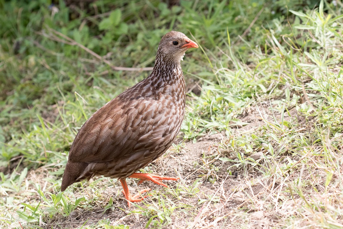 Scaly Spurfowl - Garrett Lau