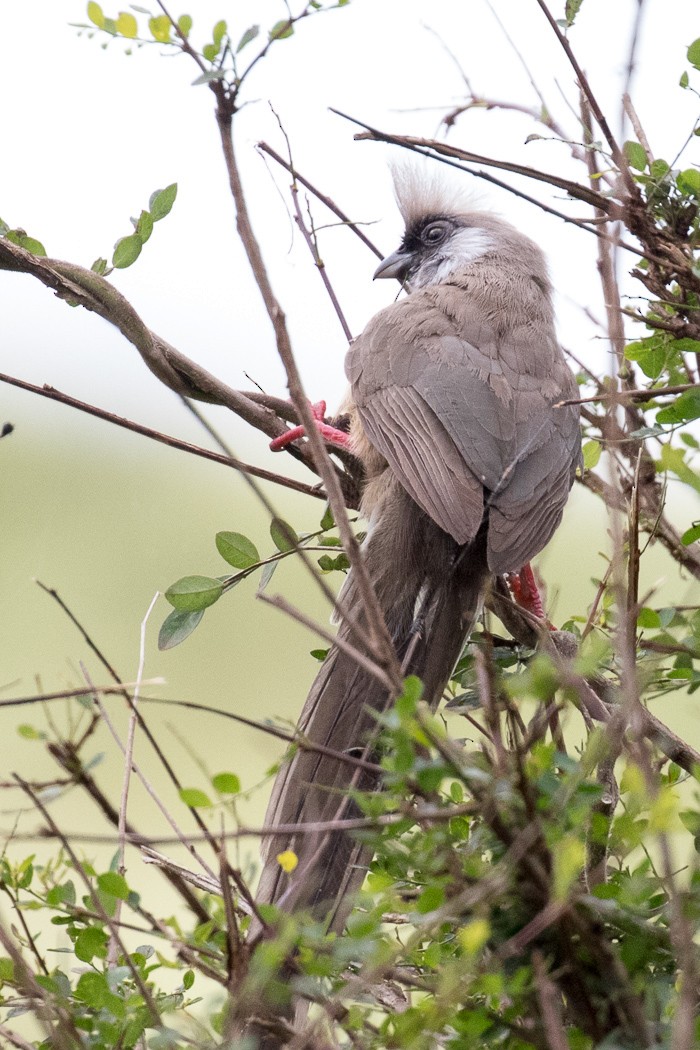 Speckled Mousebird - ML107847021