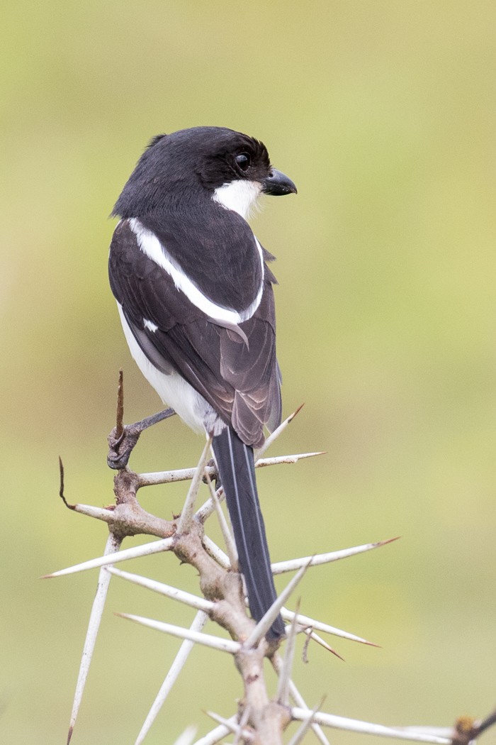 Northern Fiscal - ML107847071