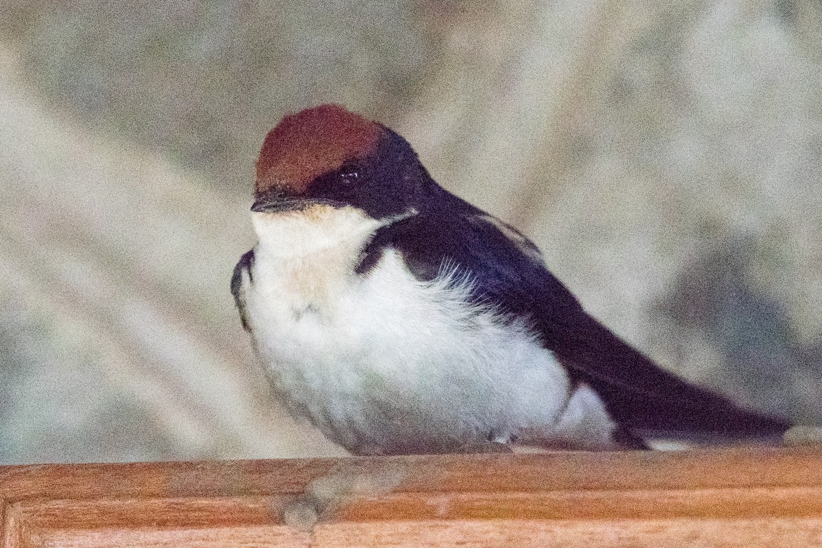 Wire-tailed Swallow - ML107847081