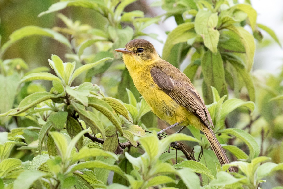 Mountain Yellow-Warbler - Garrett Lau