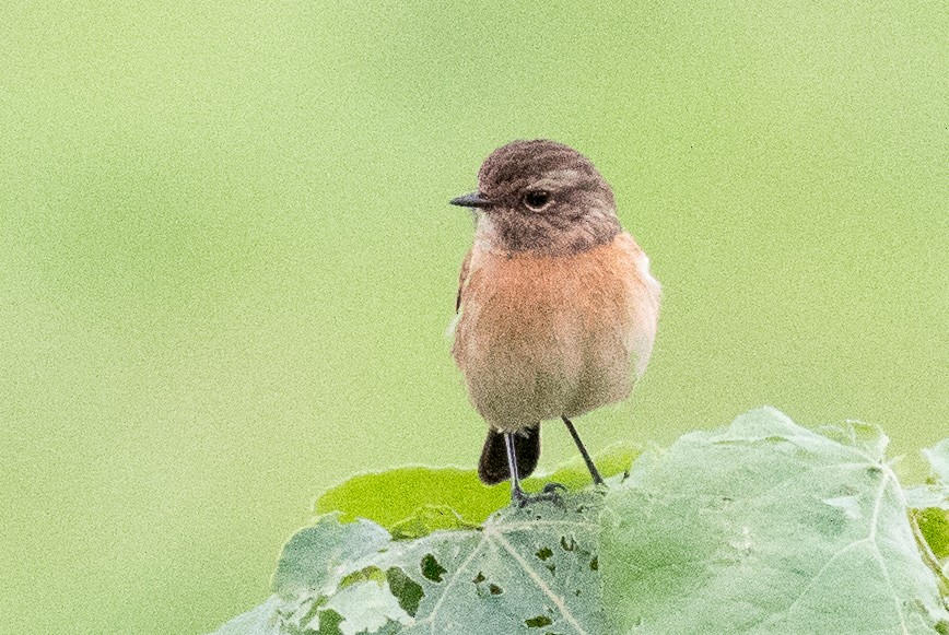 African Stonechat - ML107847131