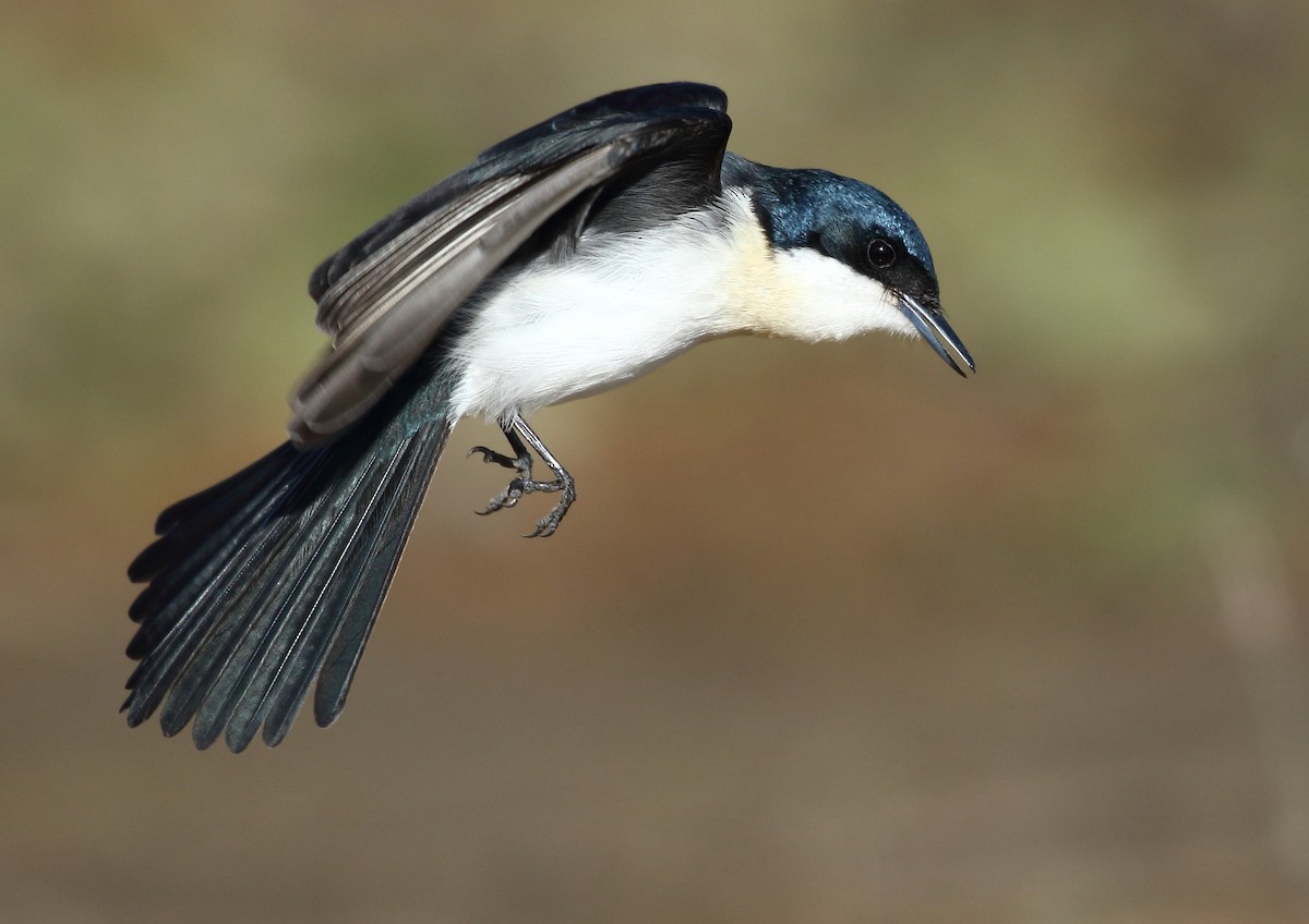 Restless Flycatcher - ML107847481