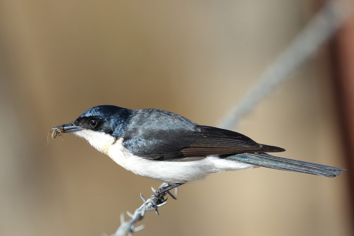 Restless Flycatcher - ML107847511