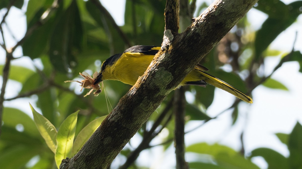 Minivet Escarlata - ML107848531