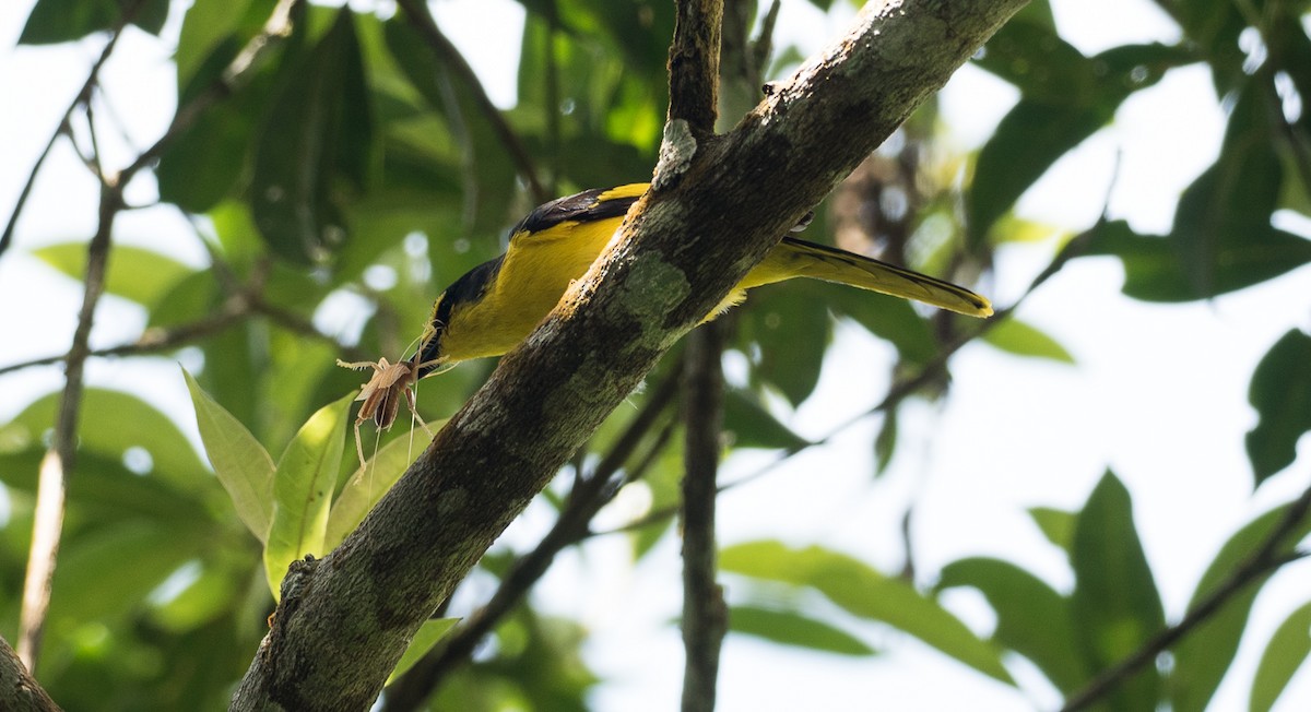 Minivet Escarlata - ML107848541