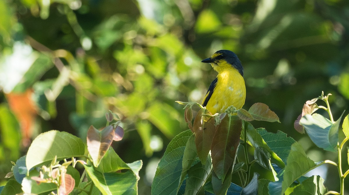 Minivet Escarlata - ML107848561