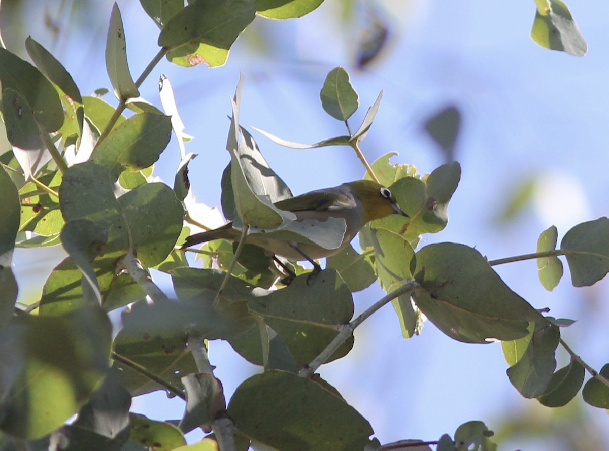 Silvereye - Richard and Margaret Alcorn