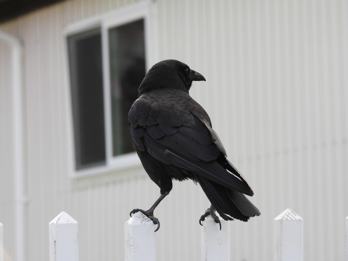 American Crow - ML107850701