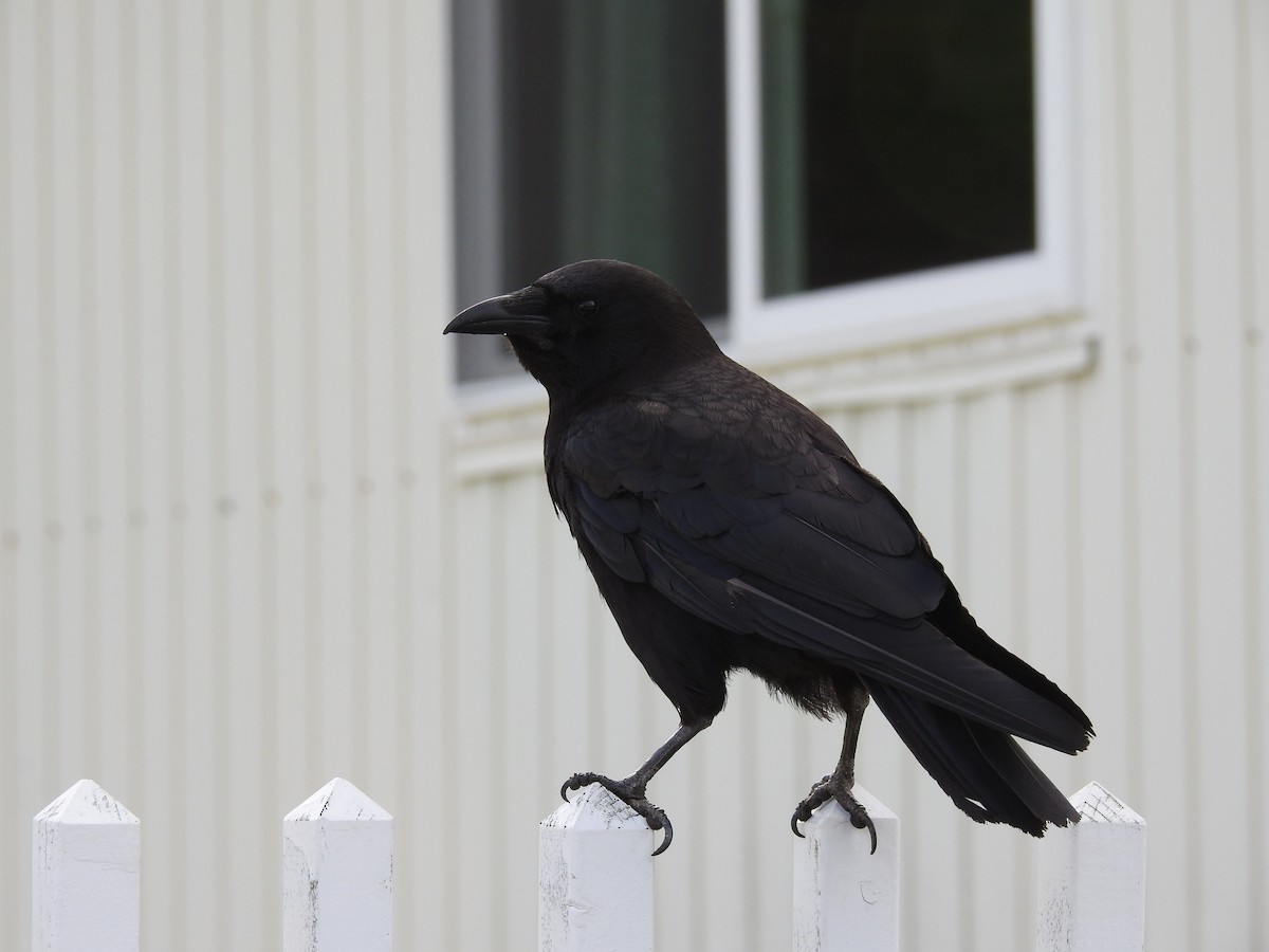 American Crow - ML107850711