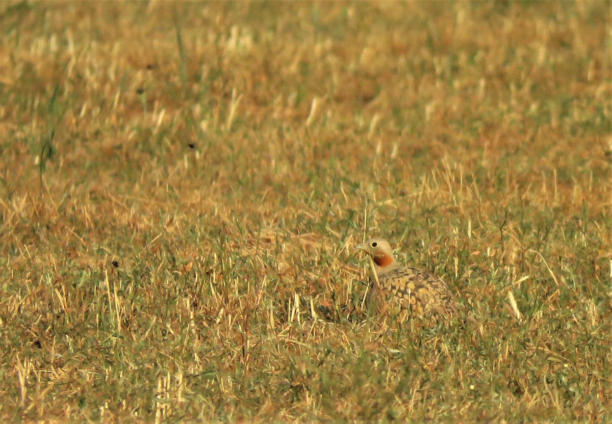 Black-bellied Sandgrouse - ML107852621