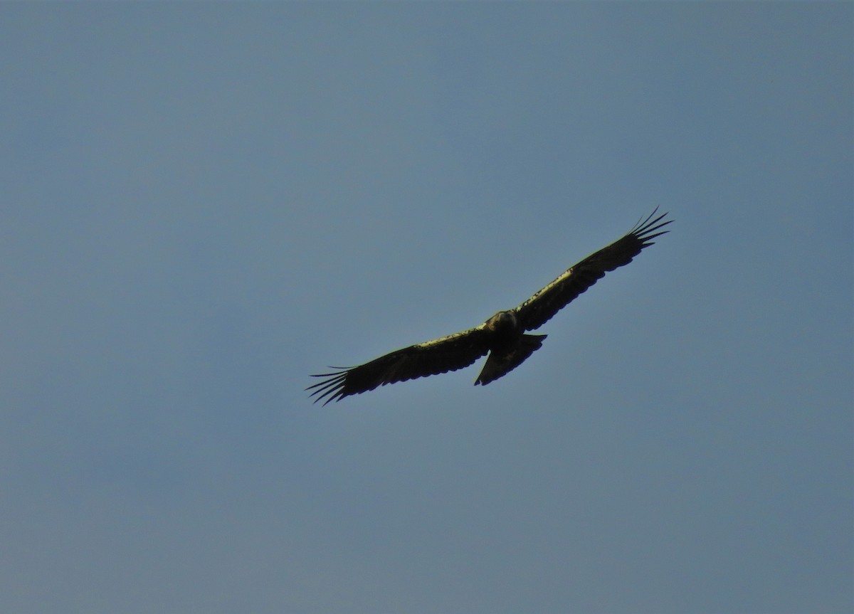 Águila Imperial Ibérica - ML107852641