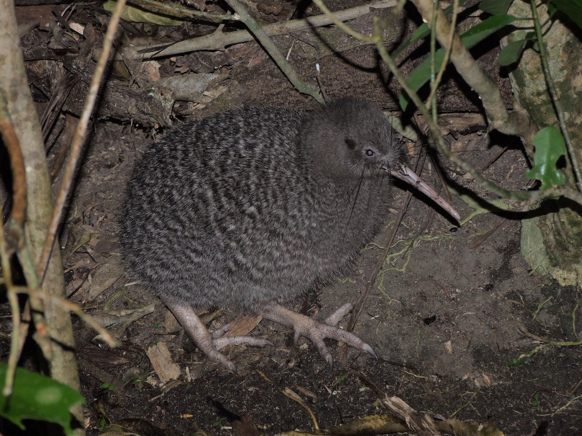 Little Spotted Kiwi - Shane Sumasgutner