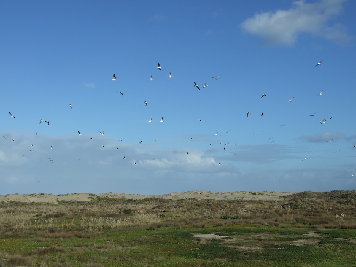 Kelp Gull - ML107853861