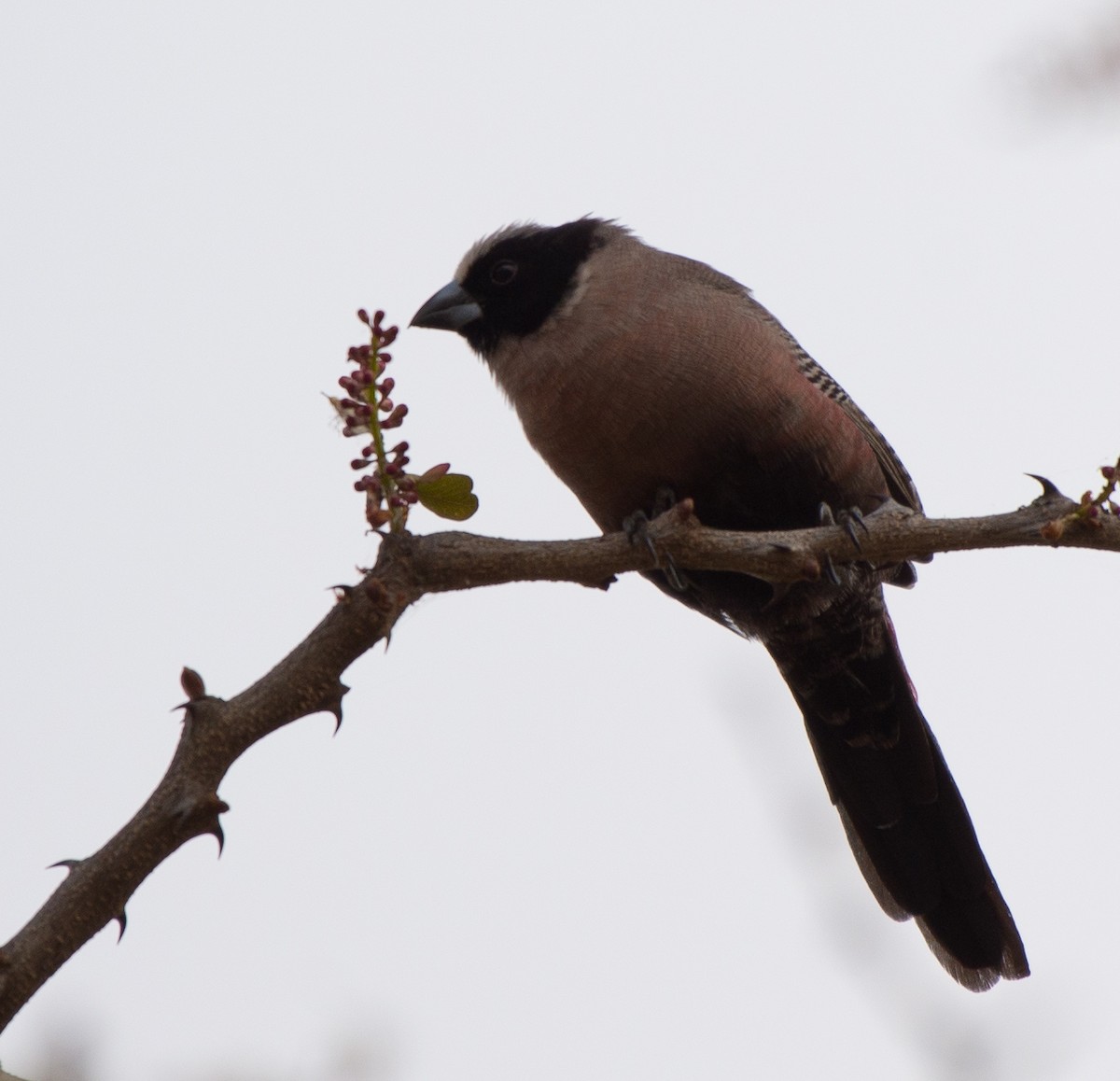 Black-faced Waxbill - Simon Carter