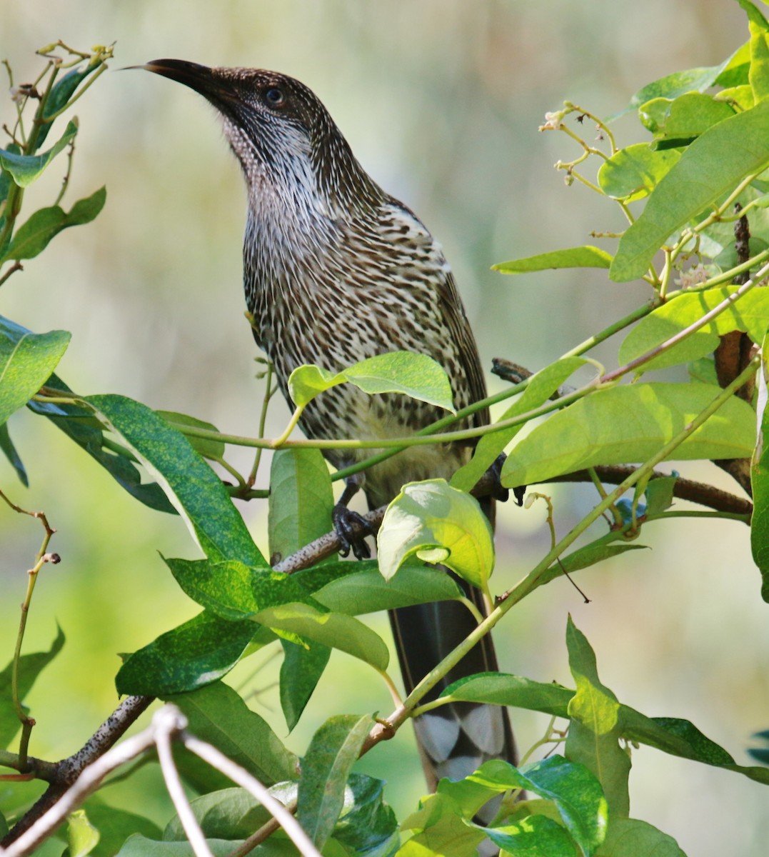 Little Wattlebird - ML107854891