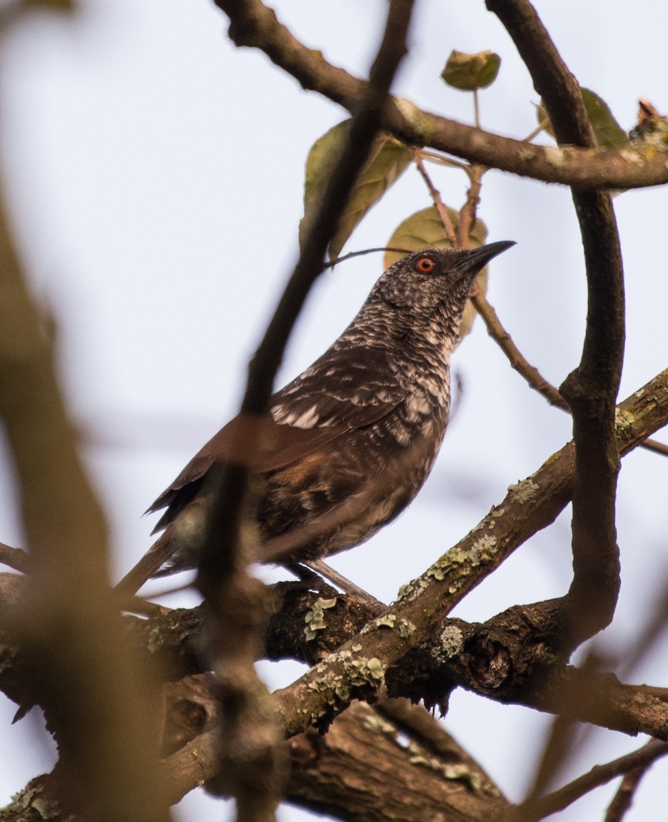 Hinde's Pied-Babbler - ML107854971