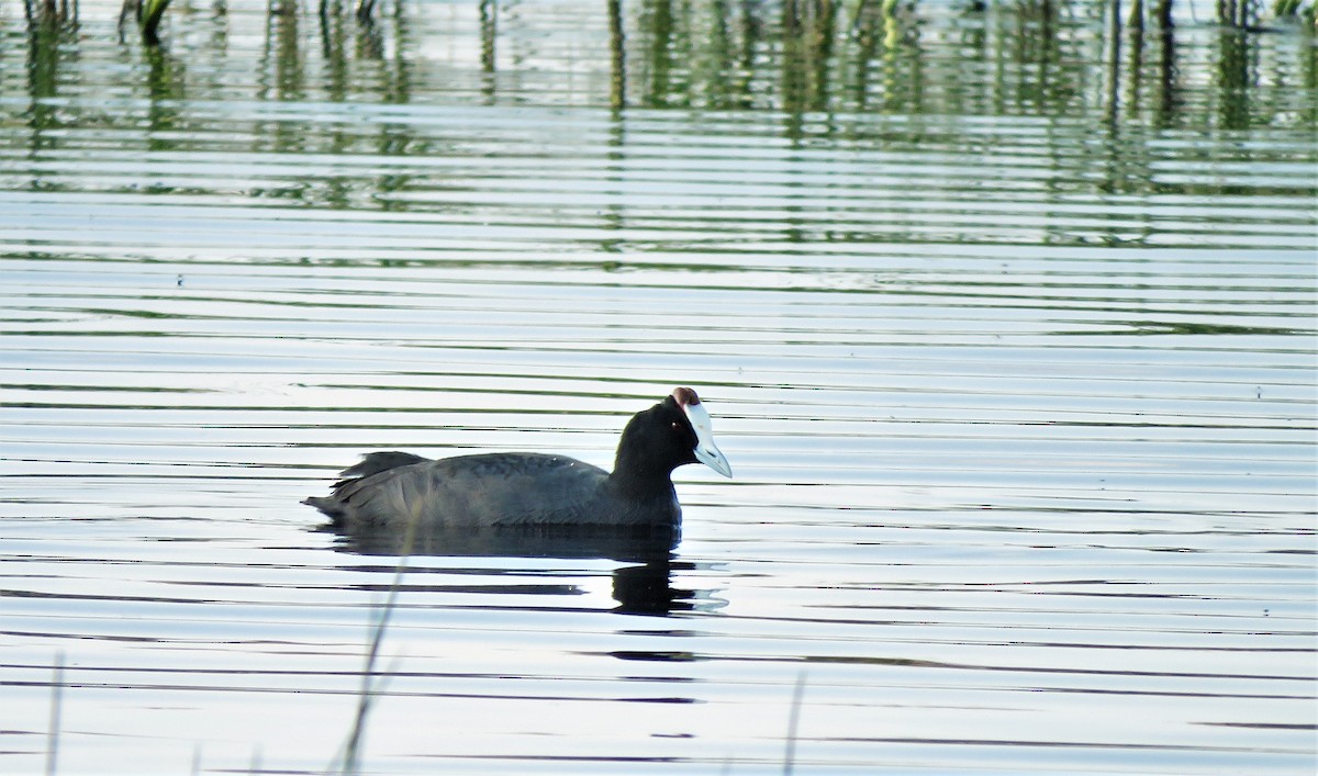 Red-knobbed Coot - ML107855491