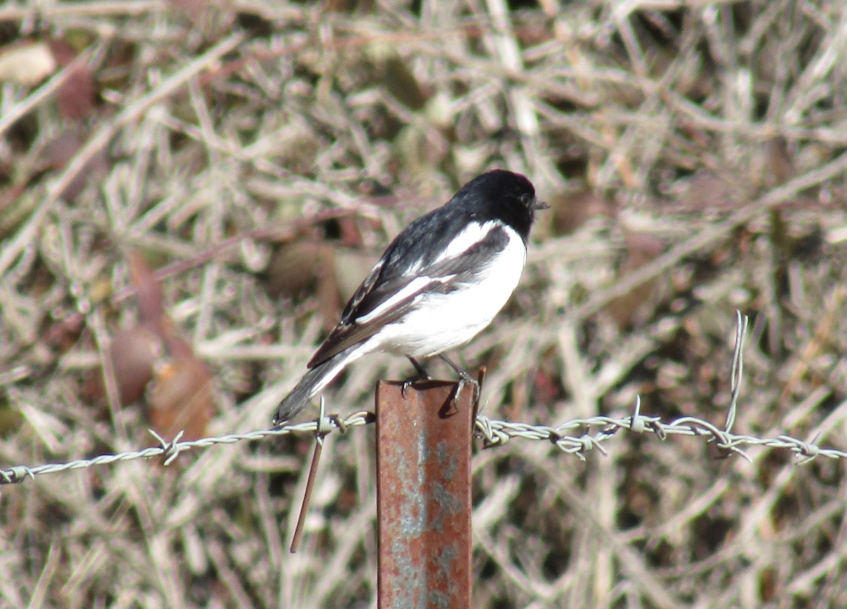 Hooded Robin - ML107855701