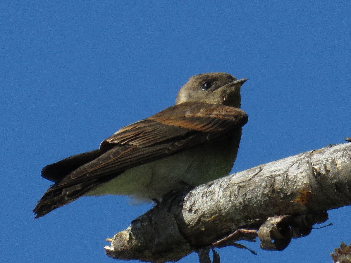 Northern Rough-winged Swallow - ML107857991