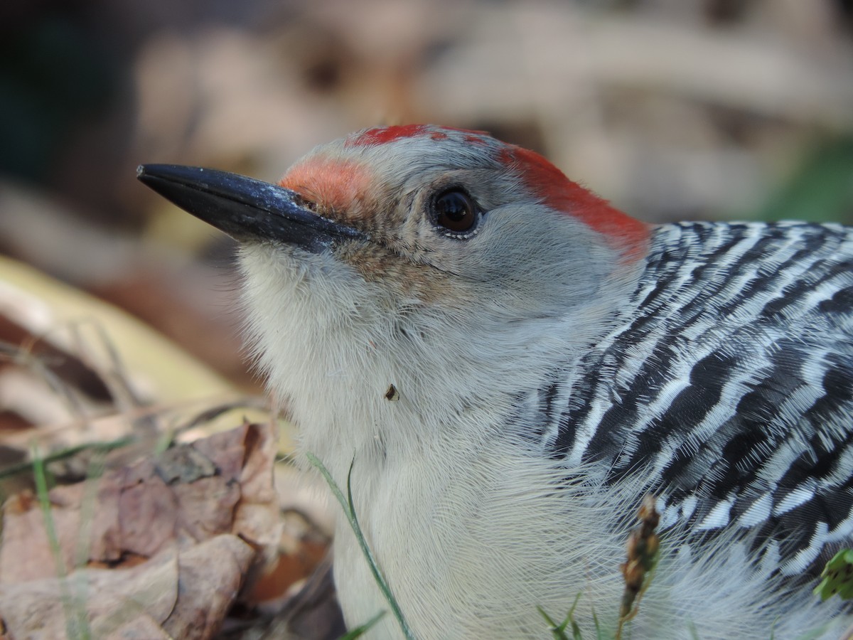Red-bellied Woodpecker - John McKay