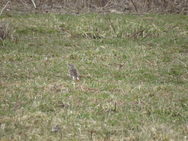 Eastern Meadowlark - ML107863881