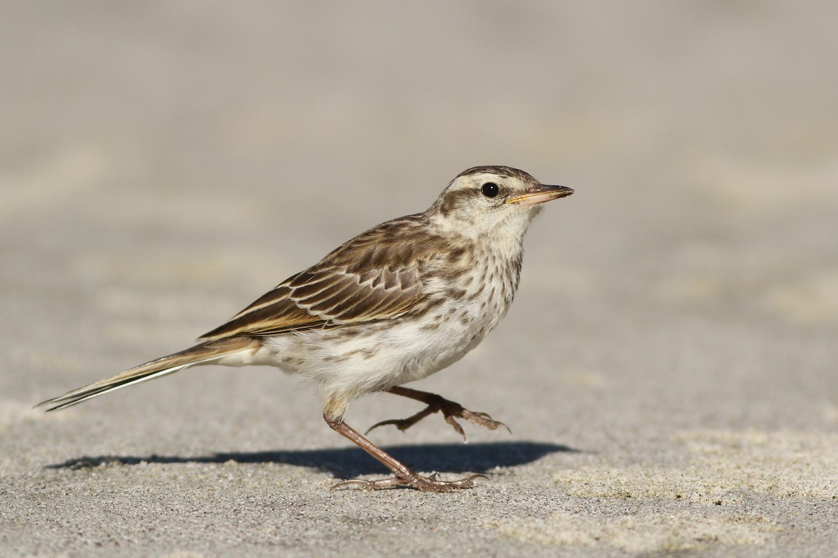 New Zealand Pipit - Evan Lipton