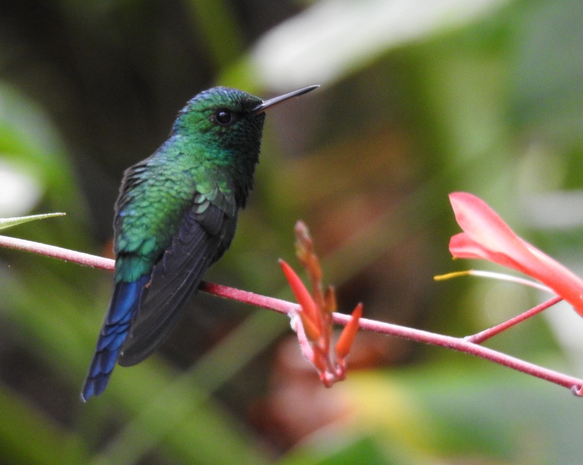 Puerto Rican Emerald - John Hanna