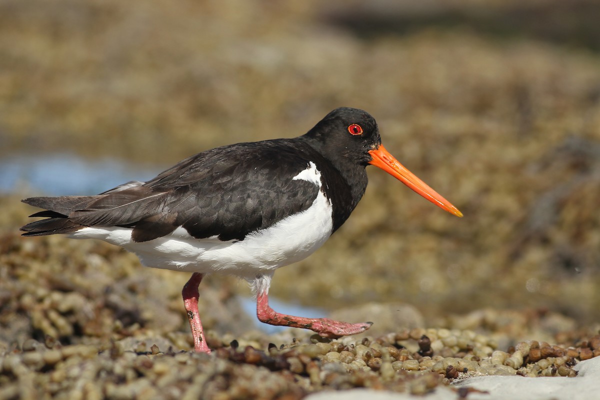 South Island Oystercatcher - ML107866361