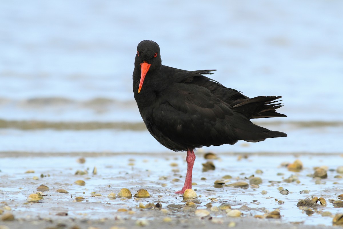 Neuseeland-Austernfischer - ML107866801