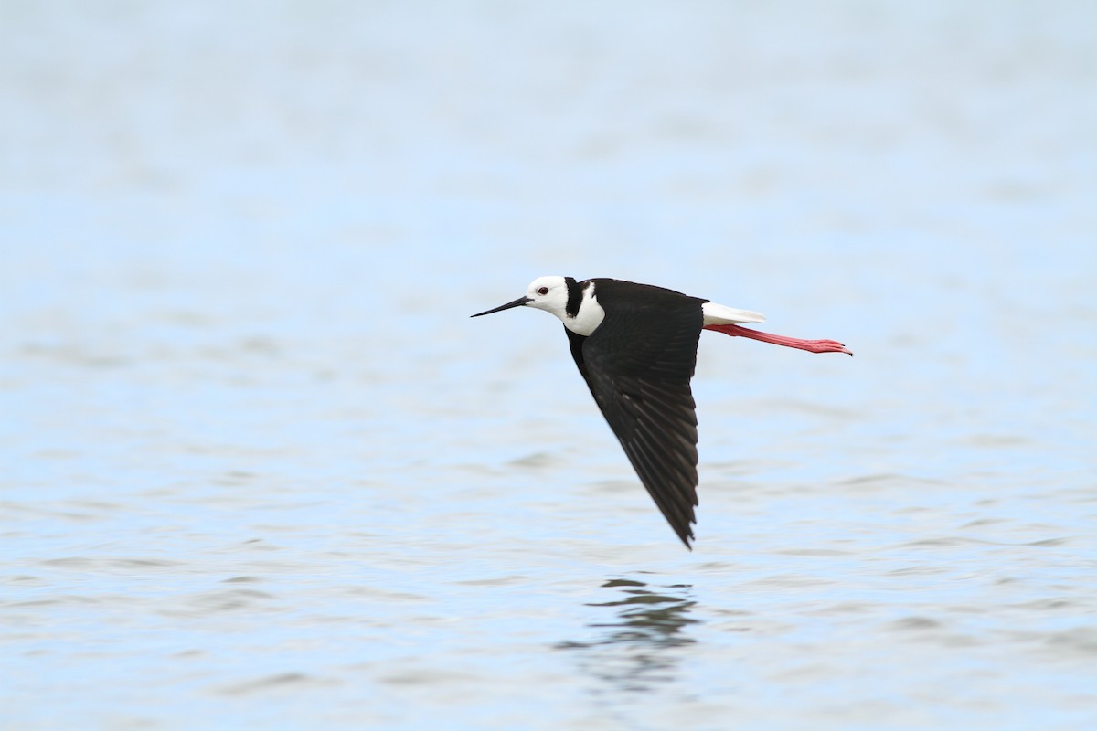 Pied Stilt - ML107866851