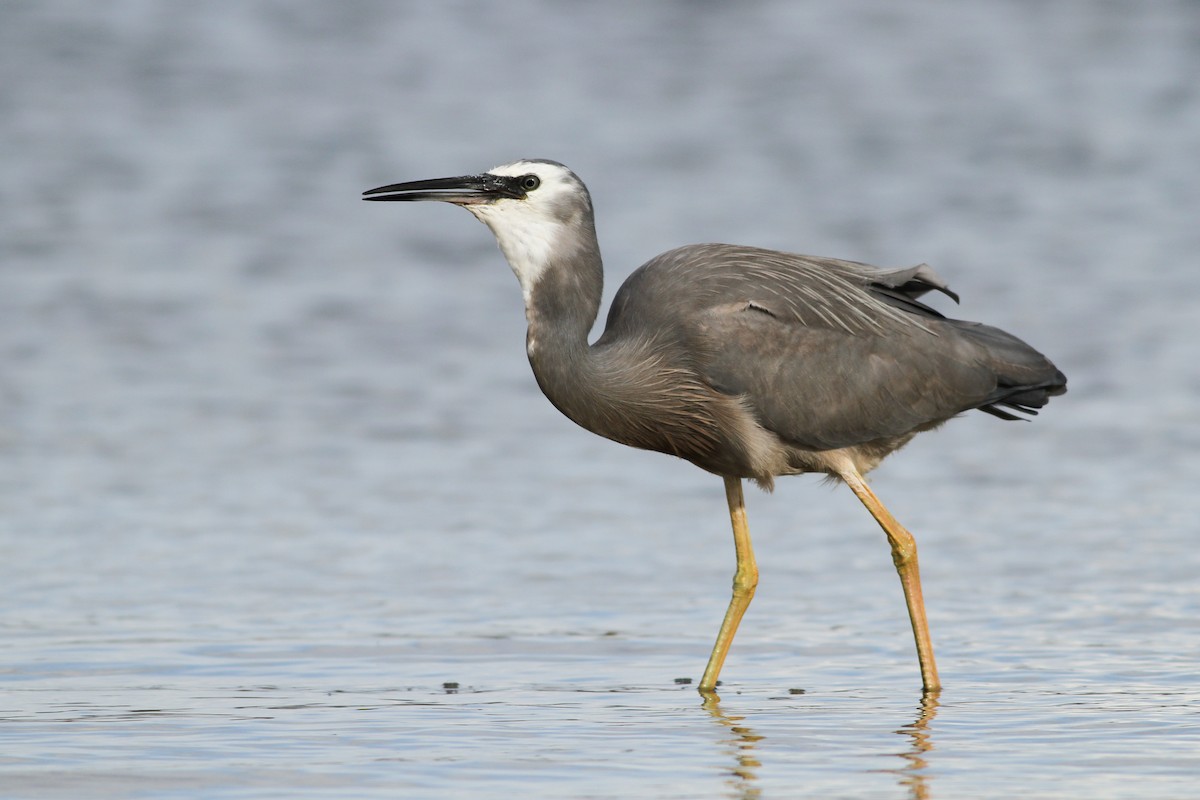 White-faced Heron - Evan Lipton