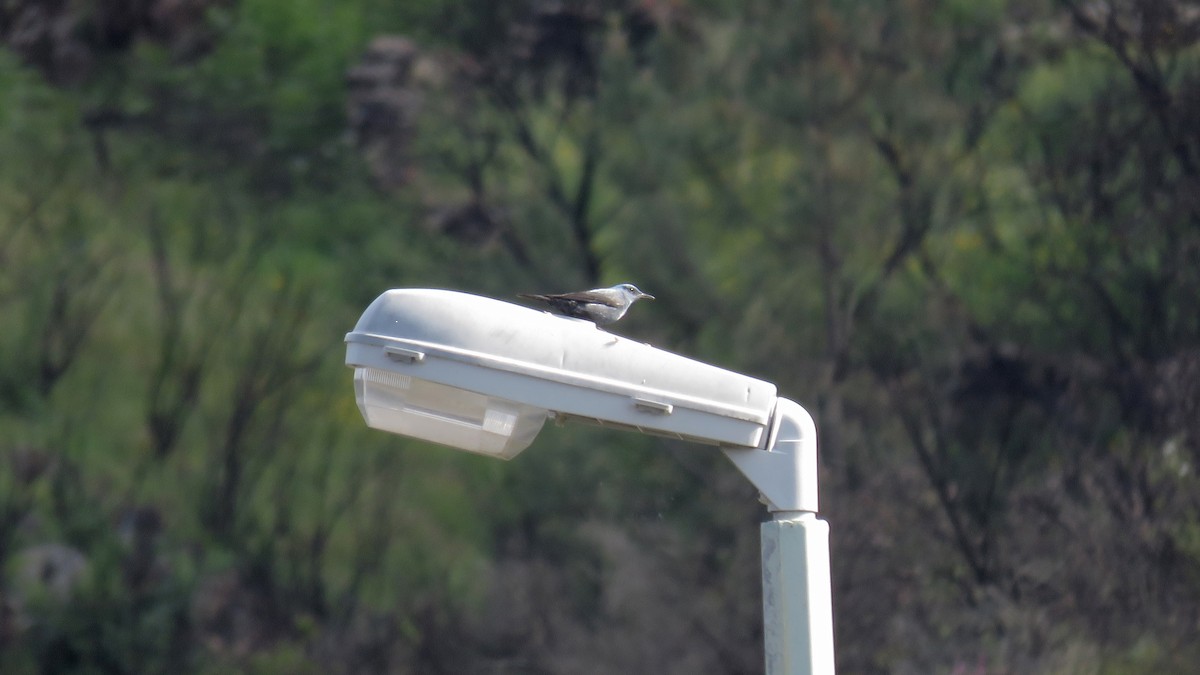 Monticole bleu - ML107866991