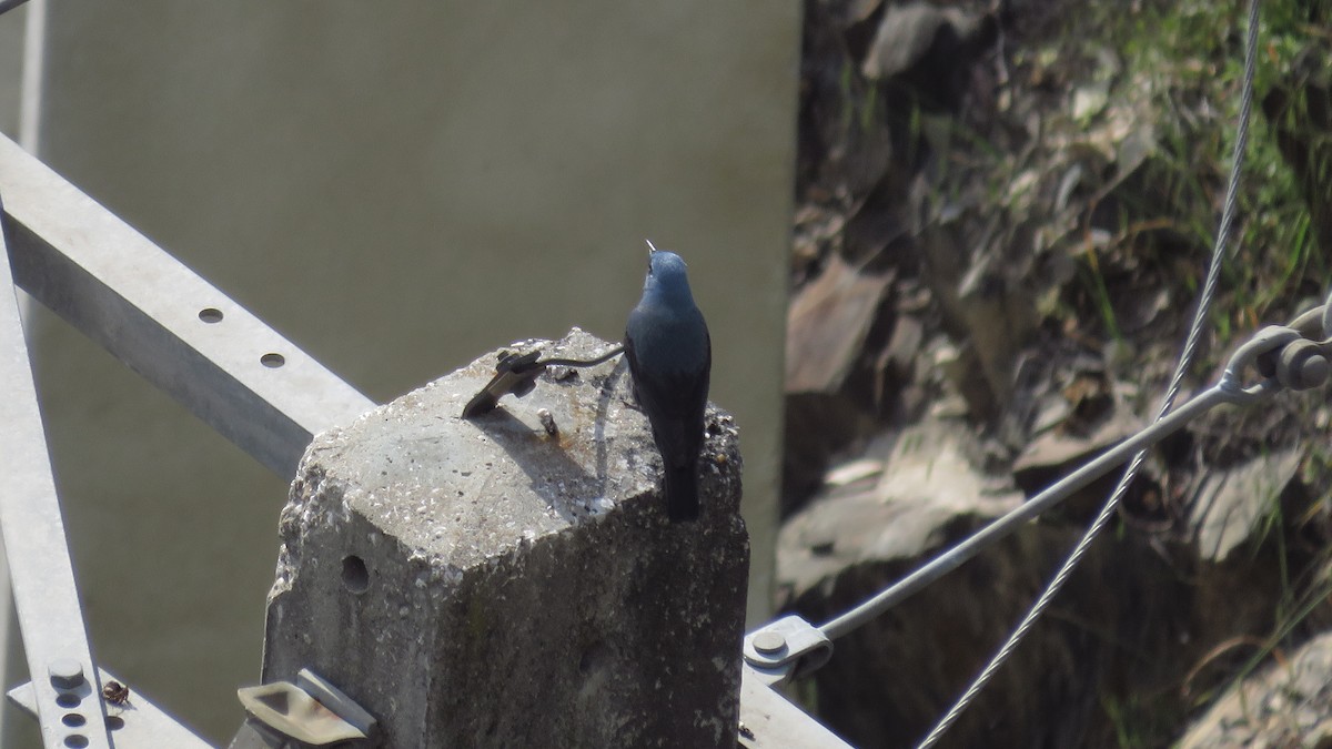 Monticole bleu - ML107867001