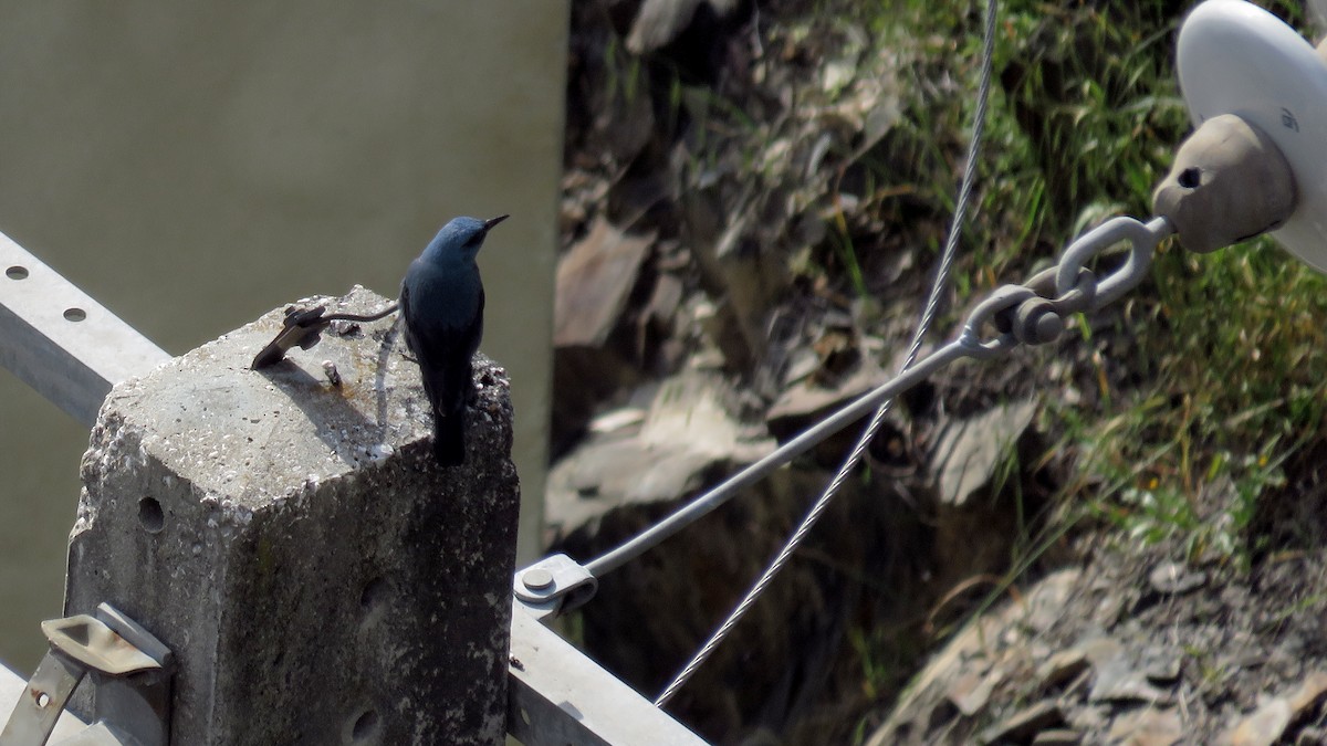 Monticole bleu - ML107867011