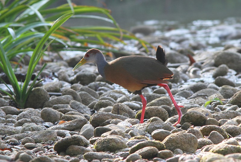 Russet-naped Wood-Rail - ML107867051