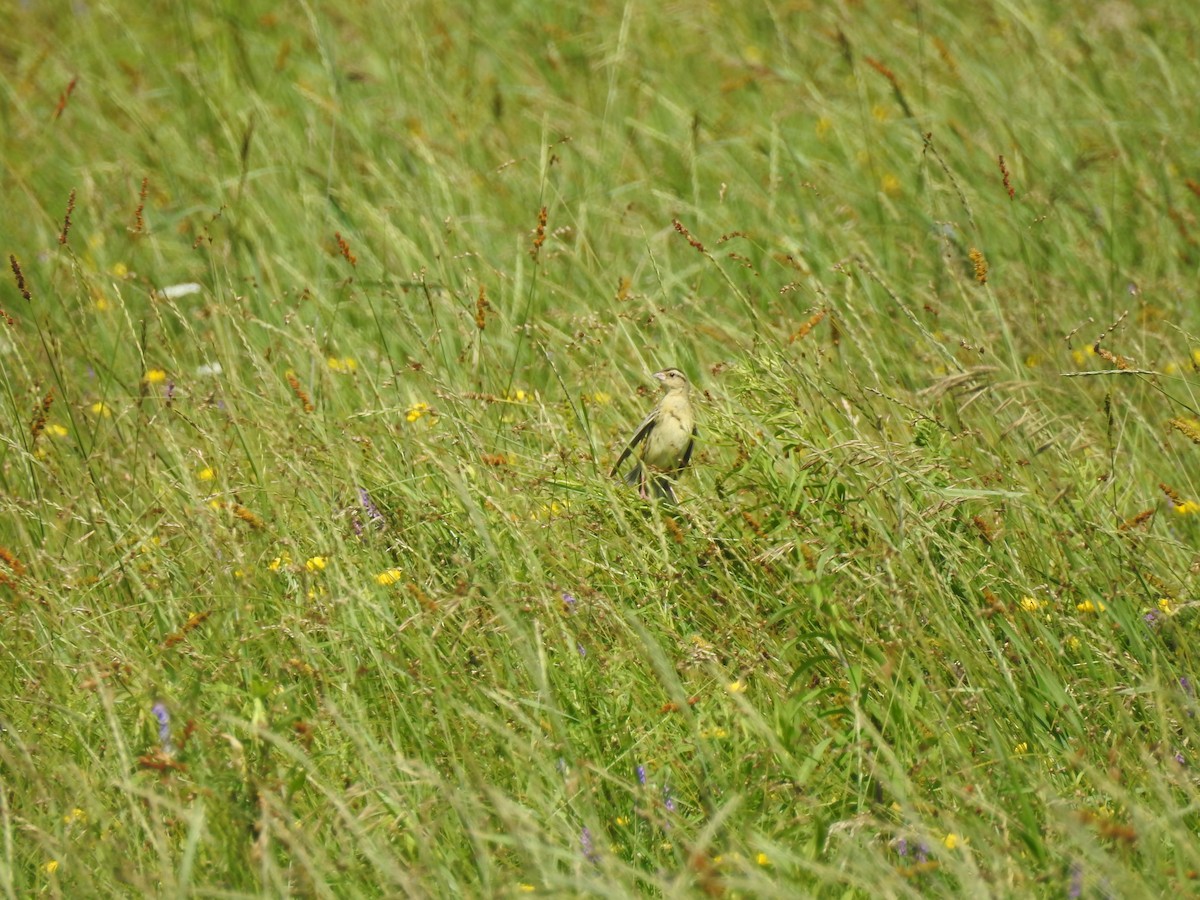 Bobolink - John McKay
