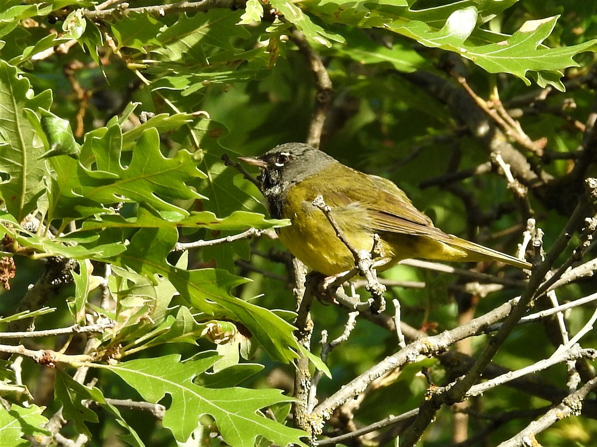 MacGillivray's Warbler - ML107867801