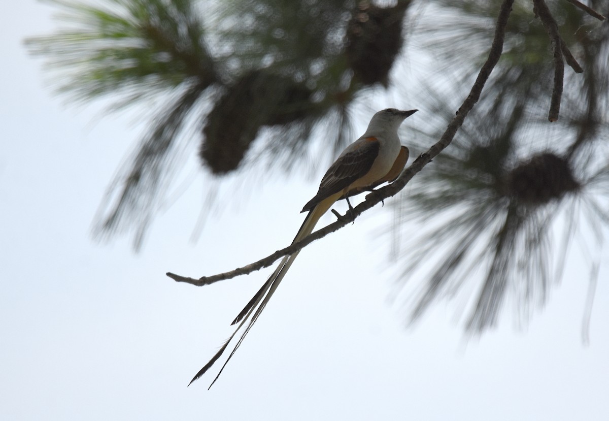 Scissor-tailed Flycatcher - ML107869631