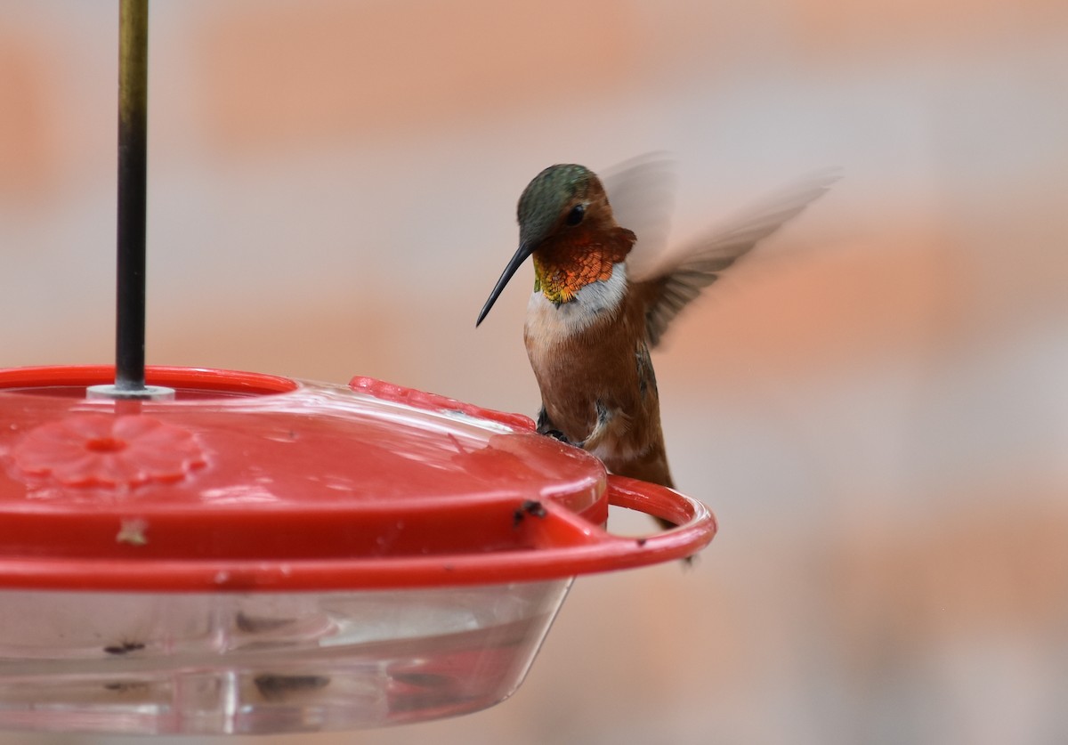 Allen's Hummingbird - ML107870261