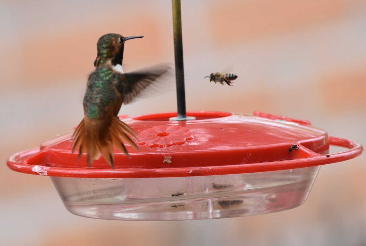 Allen's Hummingbird - ML107870281