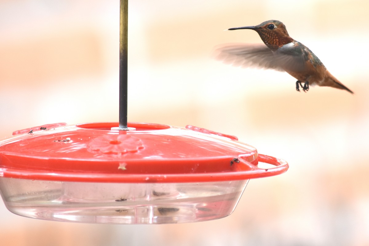 Allen's Hummingbird - ML107870301