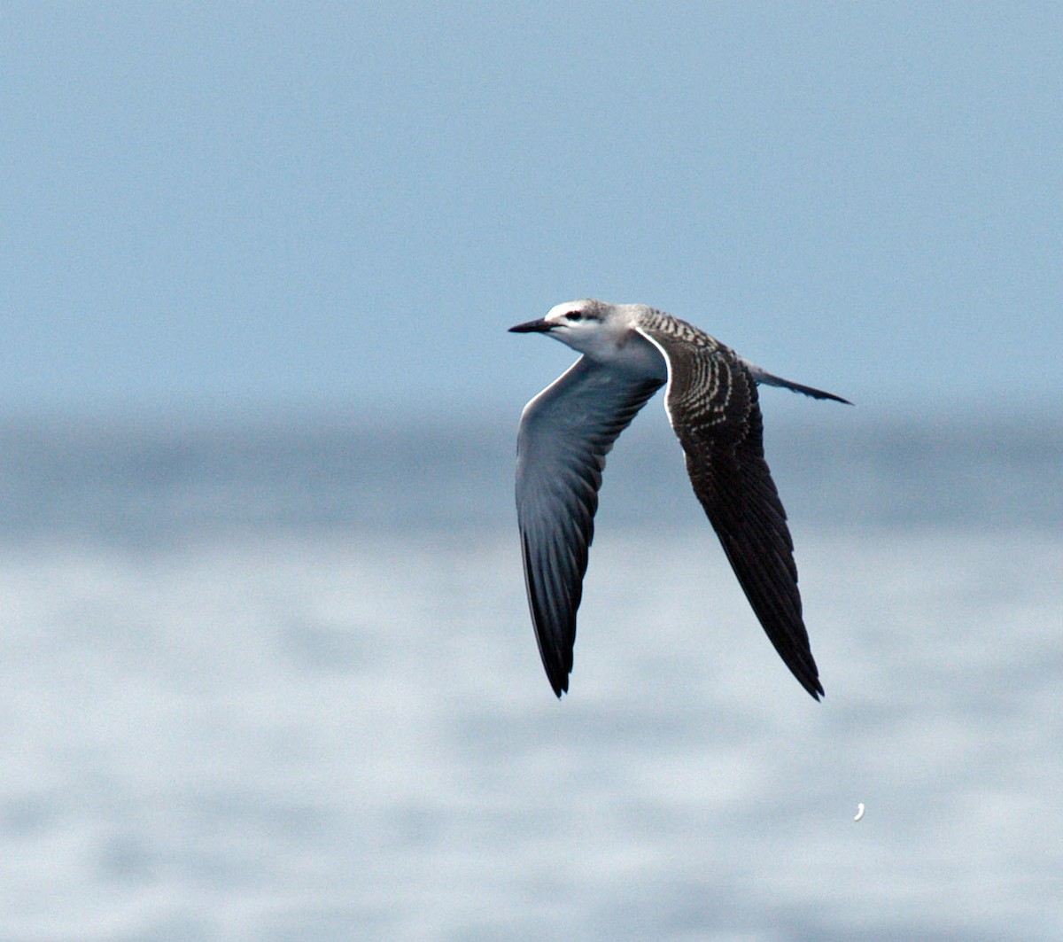 Bridled Tern - Bob Zaremba