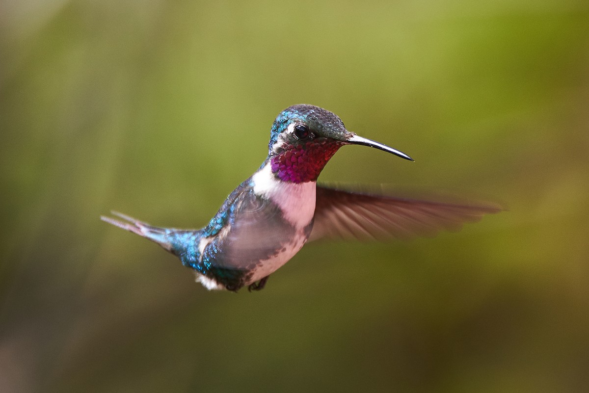 Colibrí de Mulsant - ML107871131