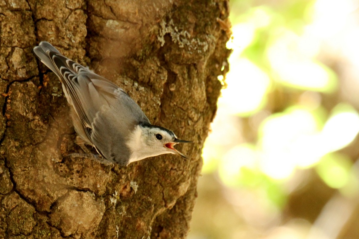 White-breasted Nuthatch - ML107871201