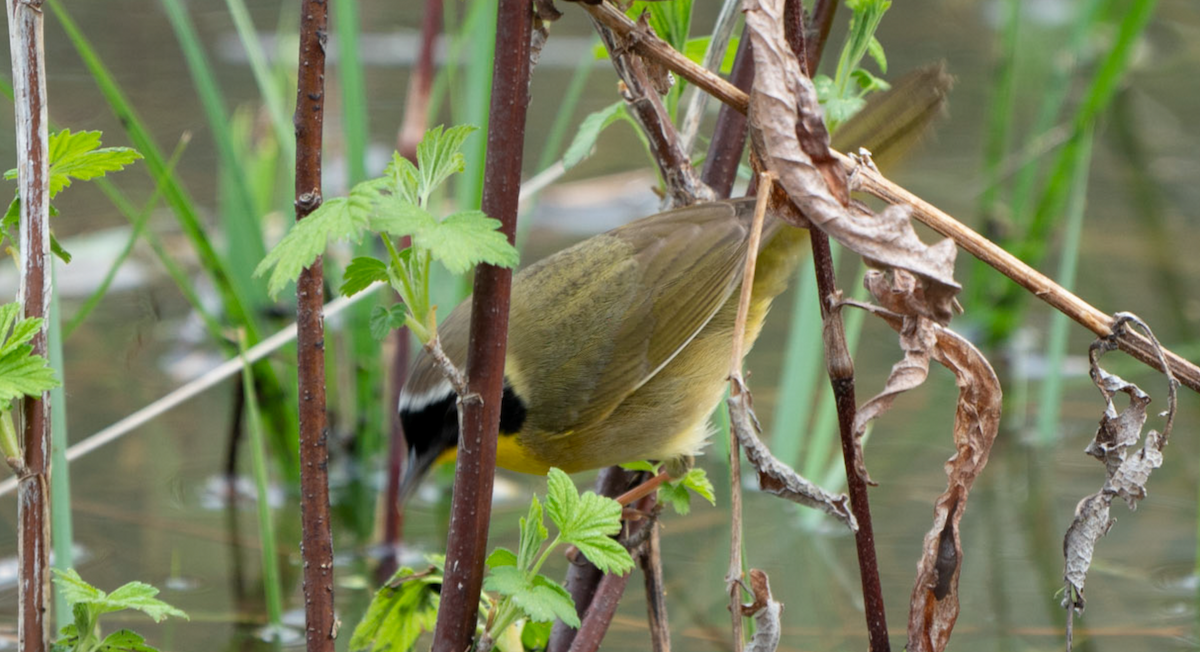 カオグロアメリカムシクイ - ML107872071