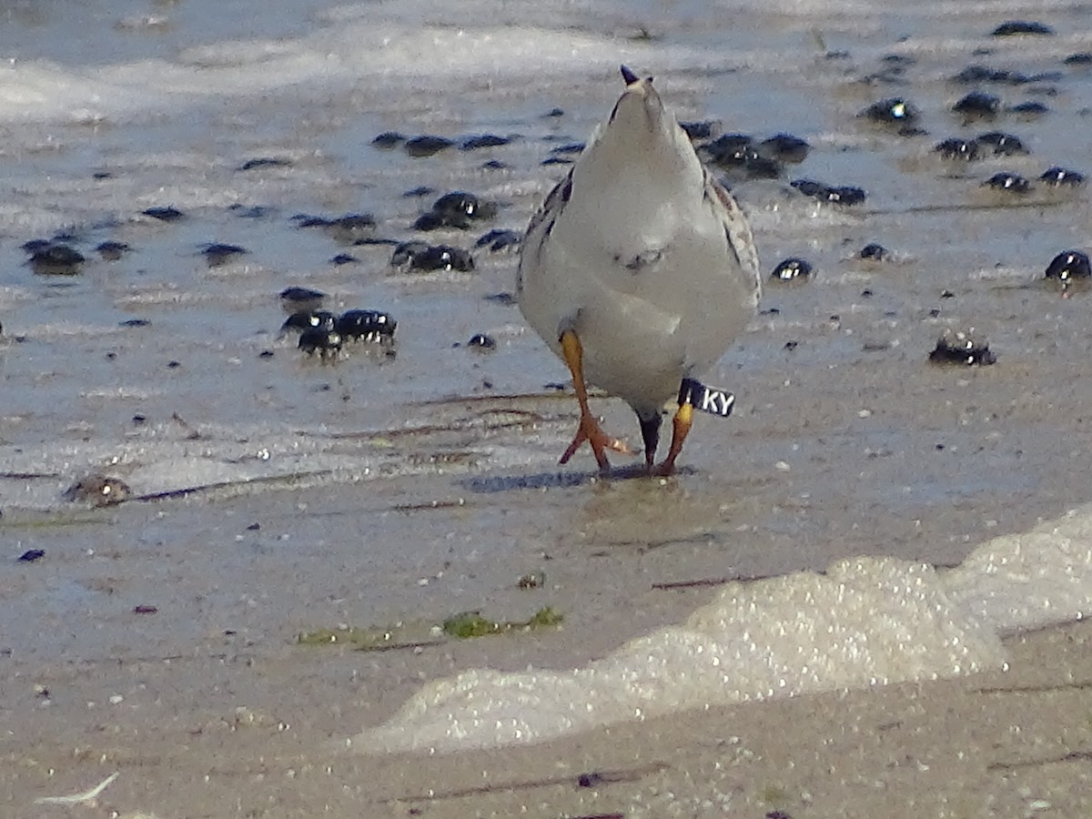 Piping Plover - Molly Adams