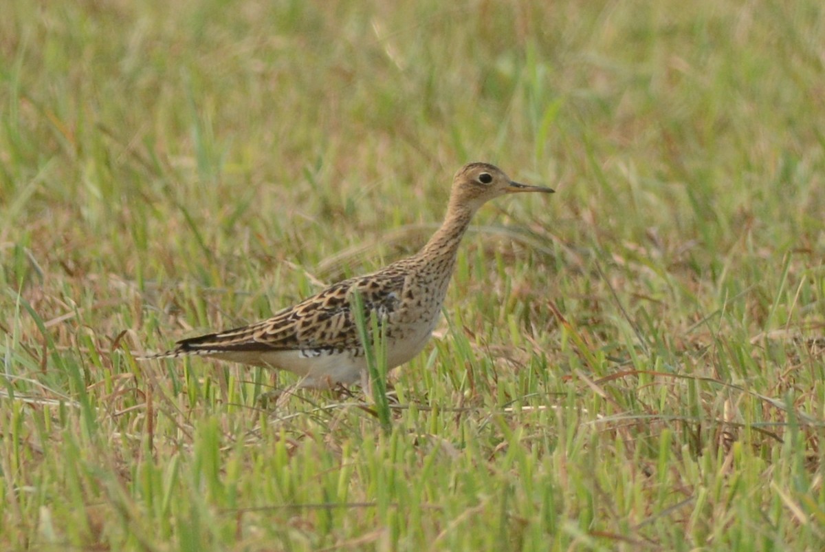 Upland Sandpiper - ML107872601