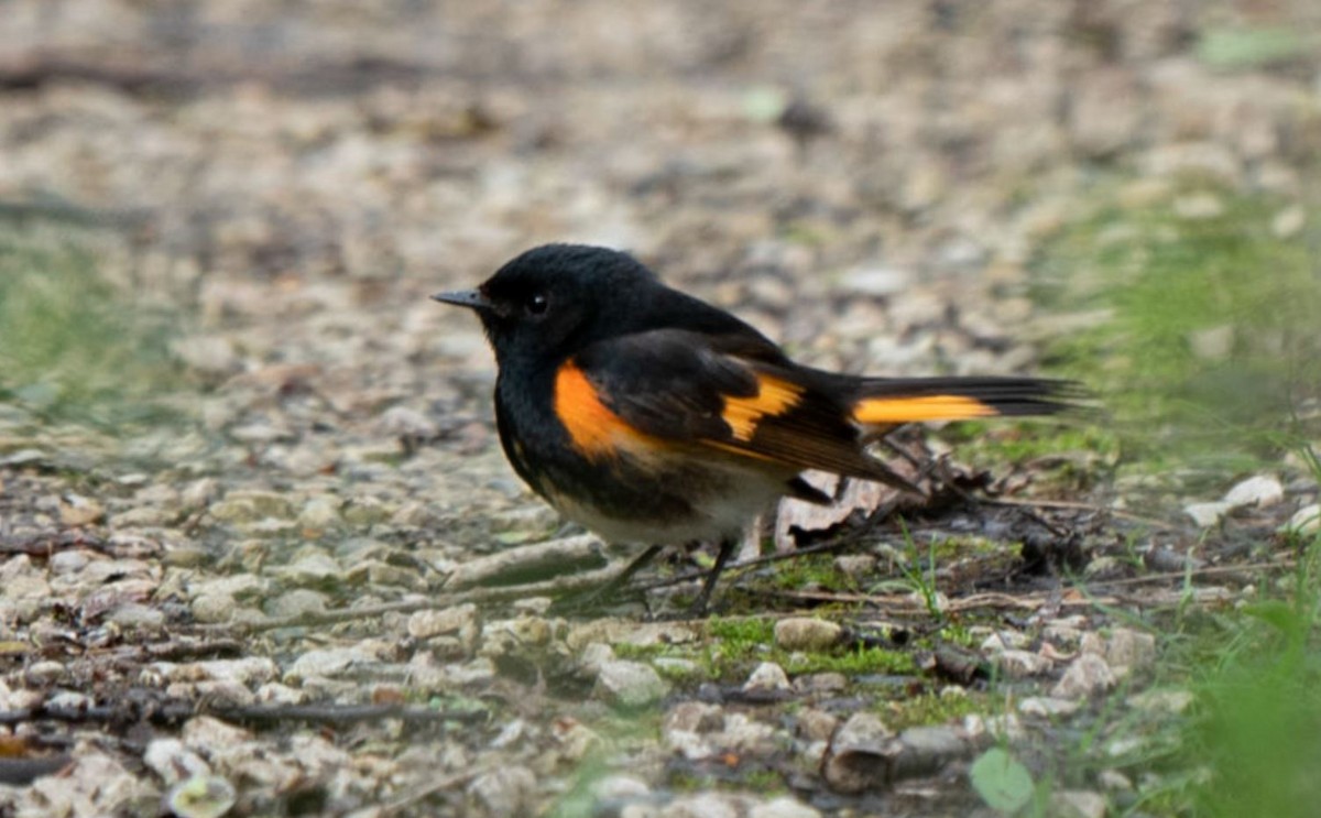 ハゴロモムシクイ - ML107872671