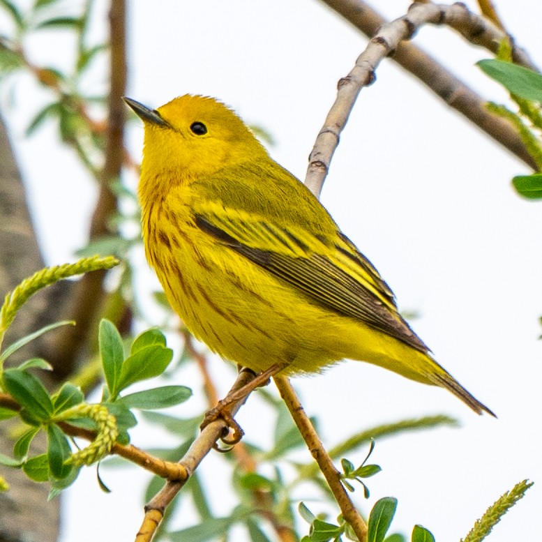 Northern Yellow Warbler - ML107872791